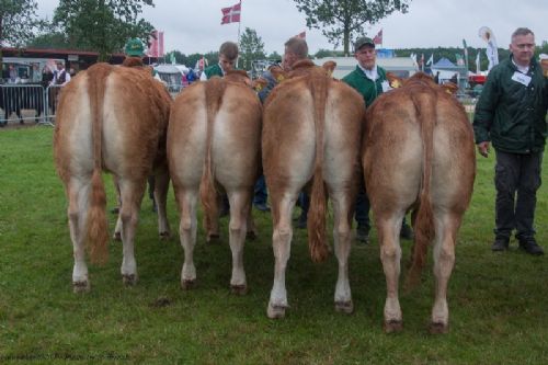 Bedømmelse - 12,28 Kvier 18 - 21 mdr. Fløj (tv) til Lindholm Lykke fra Lindholm Limousine v/ Carsten Toft, Nykøbing M