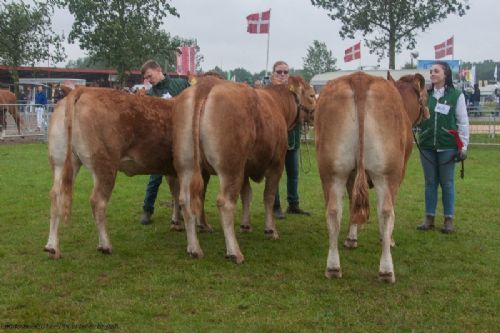 Bedømmelse - 12,30 Kvier 24 - 27 mdr. Fløj (th) til Risvang Lucca fra fra Bent Svenning Jessen, Brørup