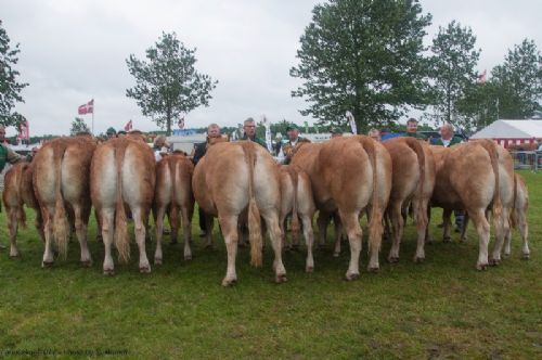 Bedømmelse - 12,33 Køer 3 - 5 år med kalv Fløj (tv) Randers Juliane fra Kærsgaard Limousine v/Jesper Kragelund, Skørping