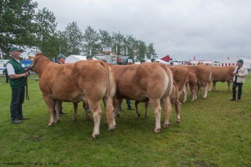 Bedømmelse - 12,34 Køer over 5 år med kalv Fløj (tv) til Borre Hirse fra Egsgaard Limousine v/ Margit og Erik Egsgaard, Vorbasse