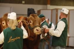 Agro Nord Kødkvæg - Dyrskuestemning.