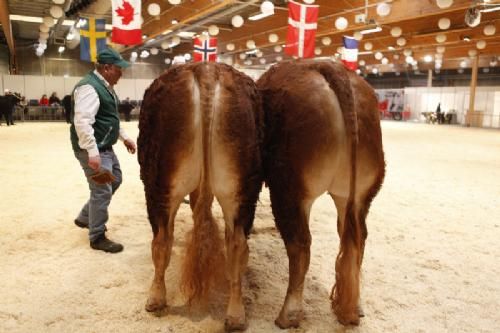 Agro Nord Kødkvæg - Fløj og Bedste yngre tyr og 24 point til Kærsgaards Imperial fra Jesper Kragelund. Fotografen kom lidt for sent, da bedømmelsen startede allerede en halv time før vanligt. Derfor er der ikke fotos af de øvrige tyre her.