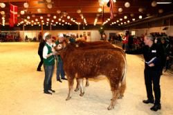 Agro Nord Kødkvæg - stort hold kvier 10-12 måneder.