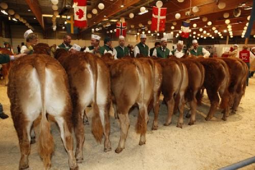 Agro Nord Kødkvæg - Kvier 10-12 måneder. Fløj og 24 point samt prædikatet Bedste Yngre Kvie til Kjeldgaard Iris fra Lise og Kirsten Levinsen.