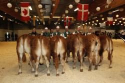 Agro Nord Kødkvæg - Kvier 14-16 mdr. Fløj og 23 point til Birkely Henrietta fra Jakob Ravn.