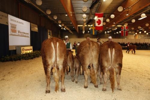 Agro Nord Kødkvæg - Køer under 3 år med kalv: Fløj, 23 point og ærespræmie samt prædikatet Champion yngre Køer til Kjeldgaard Gentiane fra Lise og Kirsten Levinsen.