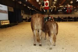 Agro Nord Kødkvæg - Køer 3-5 år med kalv. 23 point til Gandrup Freja fra Lars Juellund.