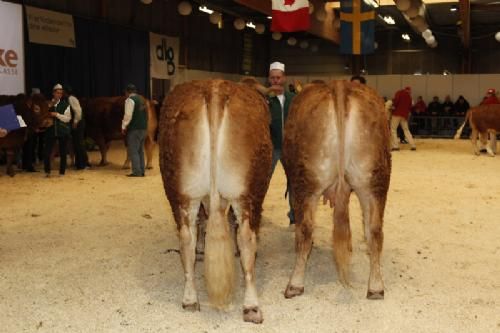 Agro Nord Kødkvæg - Køer 3-5 år uden kalv: Fløj og 23 point og ærespræmie til Kærsgaards Fine