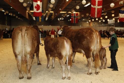 Agro Nord Kødkvæg - Køer over 5 år med kalv: Fløj og 24 point samt prædikatet Champion Ældre køer til Anika fra Lars Juellund.