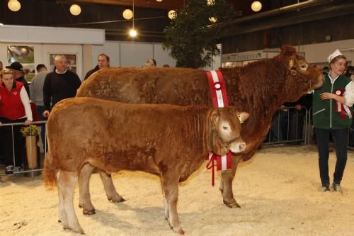 Agro Nord Kødkvæg - Anika fra Lars Juellund. Tildelt 24 point og ærespræmie samt titlen Champion Ældre Køer.