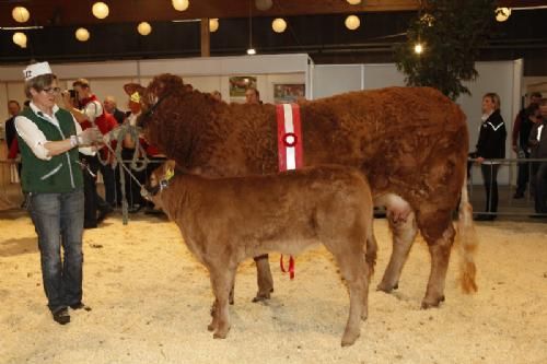 Agro Nord Kødkvæg - Kjeldgaard Genitiane fra Lise og Kirsten levinsen. Tildelt 23 point og ærespræmie.