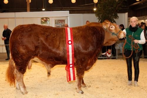 Agro Nord Kødkvæg - Hamosis fra Jesper Kragelund. 23 point og ærespræmie og titllen Champion Ældre Tyre.