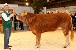 Agro Nord Kødkvæg - Granly Henriette fra Sønderlund Limousine.