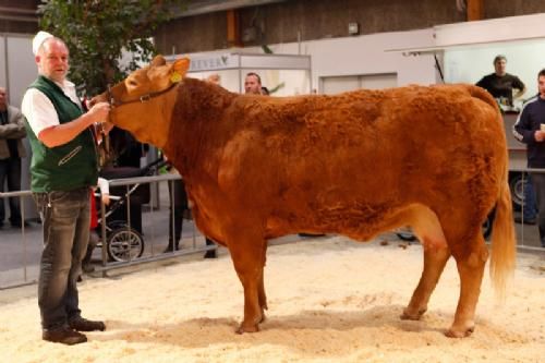 Agro Nord Kødkvæg - Kærsgaards Casablanca fra Jesper Kragelund. Tildelt 23 point og ærespræmie.