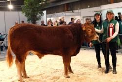 Agro Nord Kødkvæg - Hammel Japon fra Tommy Jessing. Tildelt 23 point og ærespræmie. 