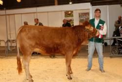 Agro Nord Kødkvæg - Gandrup Hertha fra Lars Juellund. Tildelt 23 og ærespræmie.