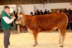 Agro Nord Kødkvæg - Birkely Henrietta fra Jakob Ravn. Tildelt 23 point og ærespræmie.