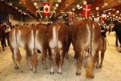 Agro Nord Kødkvæg - Besætningskonkurrencen. Her en gruppe fra Lise og Kirsten Levinsen.