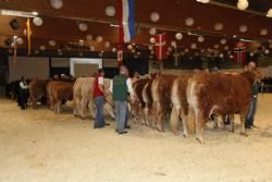 Agro Nord Kødkvæg - Besætningskonkurrencen. Spændingen spidser til.