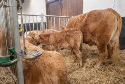 Auktion 2023 - Lidt uorden i geledderne blandt køer med kalv ved siden 