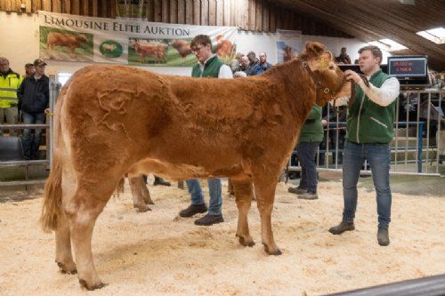 Auktion 2023 - Tiende dyr i ringen var katalog nr. 3 – Vestergaards Rose P – en drægtig ko