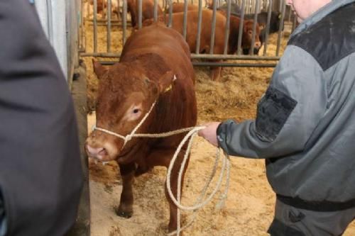 Auktion Ålestrup Avlsstation - Så var det tid til auktion over de fem Limousiner. Her er det Boest Focus P fra Thorkild Ellegård. En polled tyr med Tastevin som far og 1-Way Polled Kana som morfar