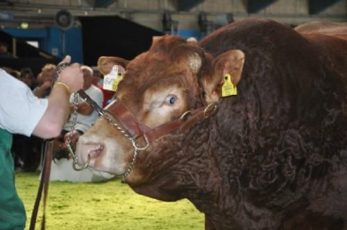 Auktionen  - ”Helt ærligt, der er meget andet jeg hellere vil end at gå rundt og rundt og rundt her i Herning”, syntes den 1365 kg tunge Engkjær Get It at tænke