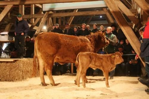 Auktionsdag 29. jan. - Løserupgård de Brandt med kviekalv ved siden. Sættet kom fra Hans Kjeld Hansen, Holbæk og blev købt af Bo Bolding Hejnsvig.