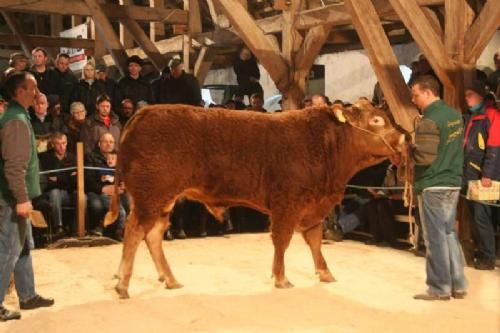 Auktionsdag 29. jan. - Første auktionsemne i ringen, Kviesgård Eskild Polled fra Per Lauritsen. Tyren blev solgt til Per Pedersen, Ulstrup