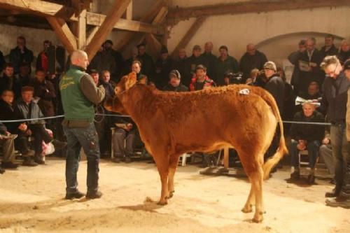 Auktionsdag 29. jan. - Karensminde Else Polled fra Søren Hedegaard Jensen, Ansager. Kvien blev solgt til Susanne Brandt Vojens.