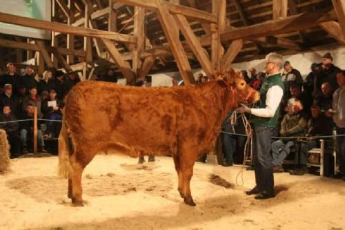 Auktionsdag 29. jan. - Penneberg Astrid, Kjellerup fra Palle Skovborg, Kjellerup. Koen blev solgt til Steen Brock Jensen, Rønde.