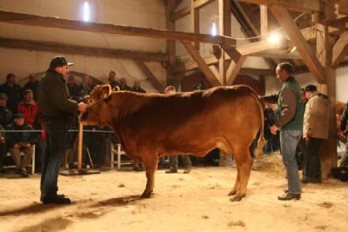 Auktionsdag 29. jan. - Kalkenbjerg Polled Babette fra Jes Søgaard Jørgensen, Vojens. Koen blev slogt til Knus Ejener Christensen, Varde.