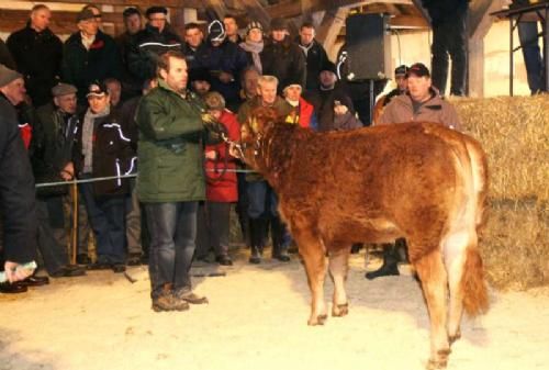 Auktionsdag 30. jan. - Et år gammel kvie, Eva, fra Charlotte og René Westphal Laursen, Arden. Eva blev købt af en Limousineavler i Dronninglund