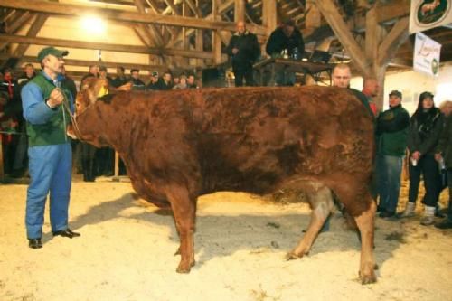 Auktionsdag 30. jan. - Sidste ko på auktionen kom fra Freddie Christiansen, Randers. Randers Caca blev solgt til en avler i Hejnsvig
