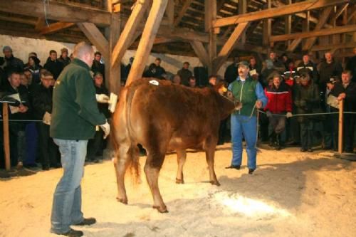 Auktionsdag 30. jan. - Lindegården Daisy, en kvie på 18 måneder fra Peter Kragh Madsen solgt til Ribe-området