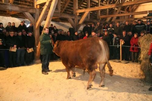 Auktionsdag 30. jan. - På grund af Dantons gode tal, blev han i januar 2010 udtaget til Dansk Limousine Forenings sædprogram