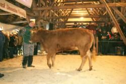 Auktionsdag 30. jan. - Granly Diamant er drægtig ved insemineringstyren Kalkenbjerg Polled Charles