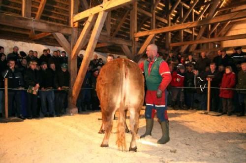 Auktionsdag 30. jan. - Hammel Coco fra Lise og Kirsten Levinsen. En drægtig kvie på godt to år. Solgt til Ribe-området