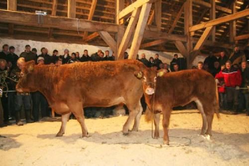 Auktionsdag 30. jan. - Slifssø Tresor med kviekalv ved siden blev solgt til det midtjyske område. Sælger Lene & Laurids Thomsen, Egtved