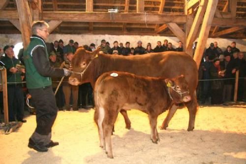 Auktionsdag 30. jan. - Og over til køerne: Her Borre Babe Polled med en polled kviekalv ved siden blev auktionens dyreste ko med hammerslag ved 31.500 kr. Koen kom fra Rasmus Rasmussen, Oksbøl