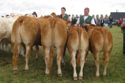 Aulum Dyrskue - Dagen sluttede af med besætningskonkurrencen og her vandt Charolais. Nummer to blev en Limousine-besætningsgruppe fra Troels Andersen, Brovst.