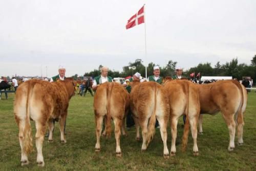 Aulum Dyrskue - Et hold med fem kvier. Fløj blev Svendshøj Daniella. Kvien opnåede i første omgang 23 point men i ærespræmiekonkurrencen blev hun rangeret som nummer fire blandt elleve udtagne ærespræmiedyr og fik 24 point. Ejer Jørgen Østergaard Jensen, Vinderup