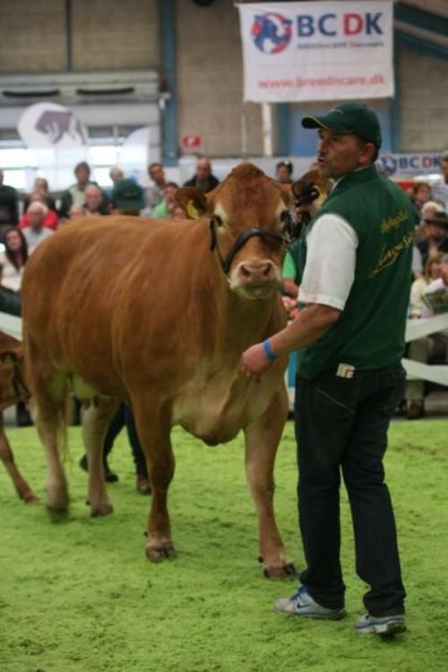 Avlsdyrauktion - Per Laursen havde auktionens første polled ko, Klarlund Bente. En fem år gammel ko efter Polled Rolf og med en tyrekalv ved siden.