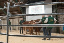 Avlsdyrauktion 2018 - Flere dyr senere måtte der støttepædagog til en anden ung kvie