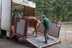 Avlsdyrauktion 2018 - Det første læs dyr kørte afsted umiddelbart efter auktionen  