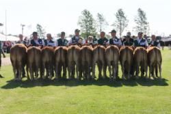 Bedømmelsen torsdag - Kvier 6-8 mdr. Fløj til Doverodde Grith fra Ejner Jensen.