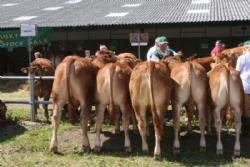 Bedømmelsen torsdag - Gruppe af unge dyr efter Urville.