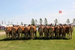 Bedømmelsen torsdag - Kvier 18-21 mdr. Fløj til Borre Flica fra Tommy Jessing.