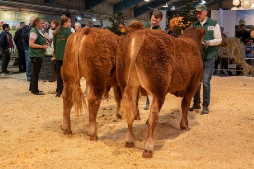 Bedømmelse  - I holdet 10-12 mdr. vandt Birkely Soprano (tv), fra Krogens Limousine, Ferritslev Fyn 