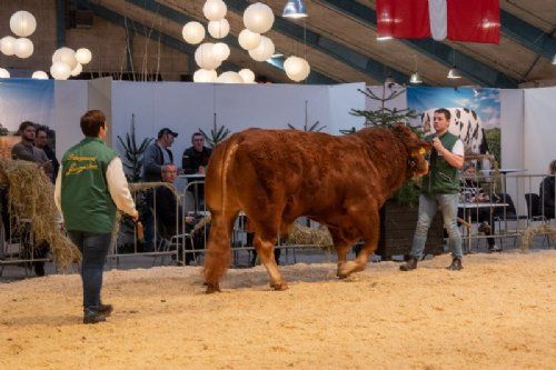 Bedømmelse  - Tyre over 36 mdr. Kun én tyr i holdet. Skovlyst Ohio, fra Kodal Limousine, Spjald 